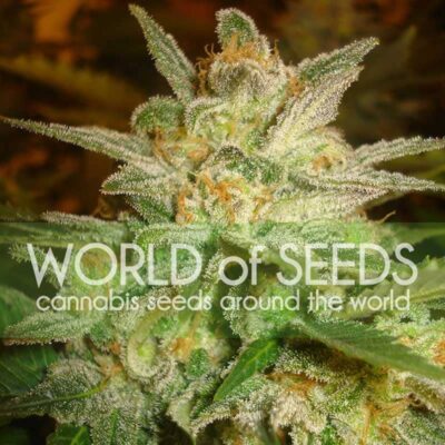 Star 47 WorldOfSeeds