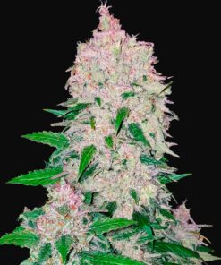Stardawg Auto Fast Buds Seeds