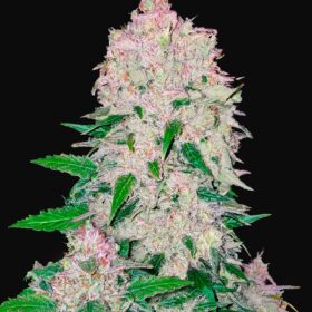 Stardawg Auto Fast Buds Seeds