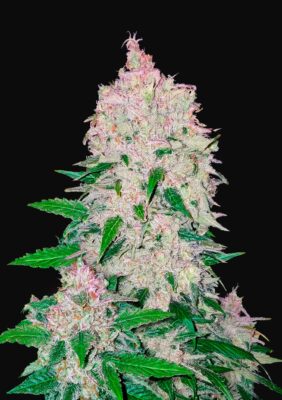 Stardawg Auto Fast Buds Seeds