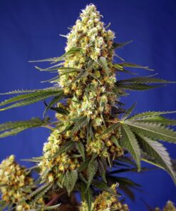 Strawberry Banana Gelato XL Auto Sweet Seeds