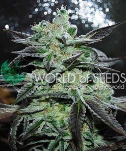 Strawberry Blue WorldOfSeeds