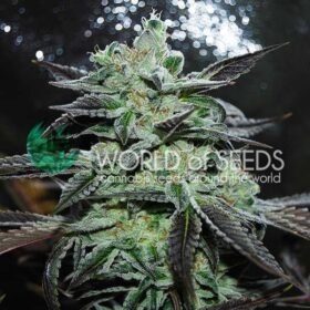 Strawberry Blue WorldOfSeeds