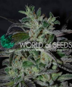 Strawberry Blue Early Version WorldOfSeeds