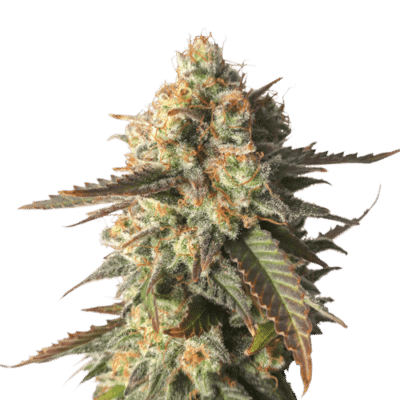 Strawberry Chemdawg OG SuperSativaSeedClub