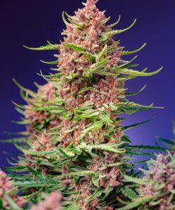Strawberry Cola Sherbet Fast Version F1 Sweet Seeds