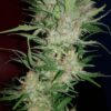 Strawberry Cough Dutch Passion Seeds