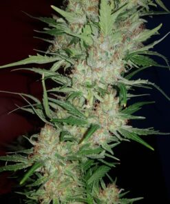 Strawberry Cough Dutch Passion Seeds