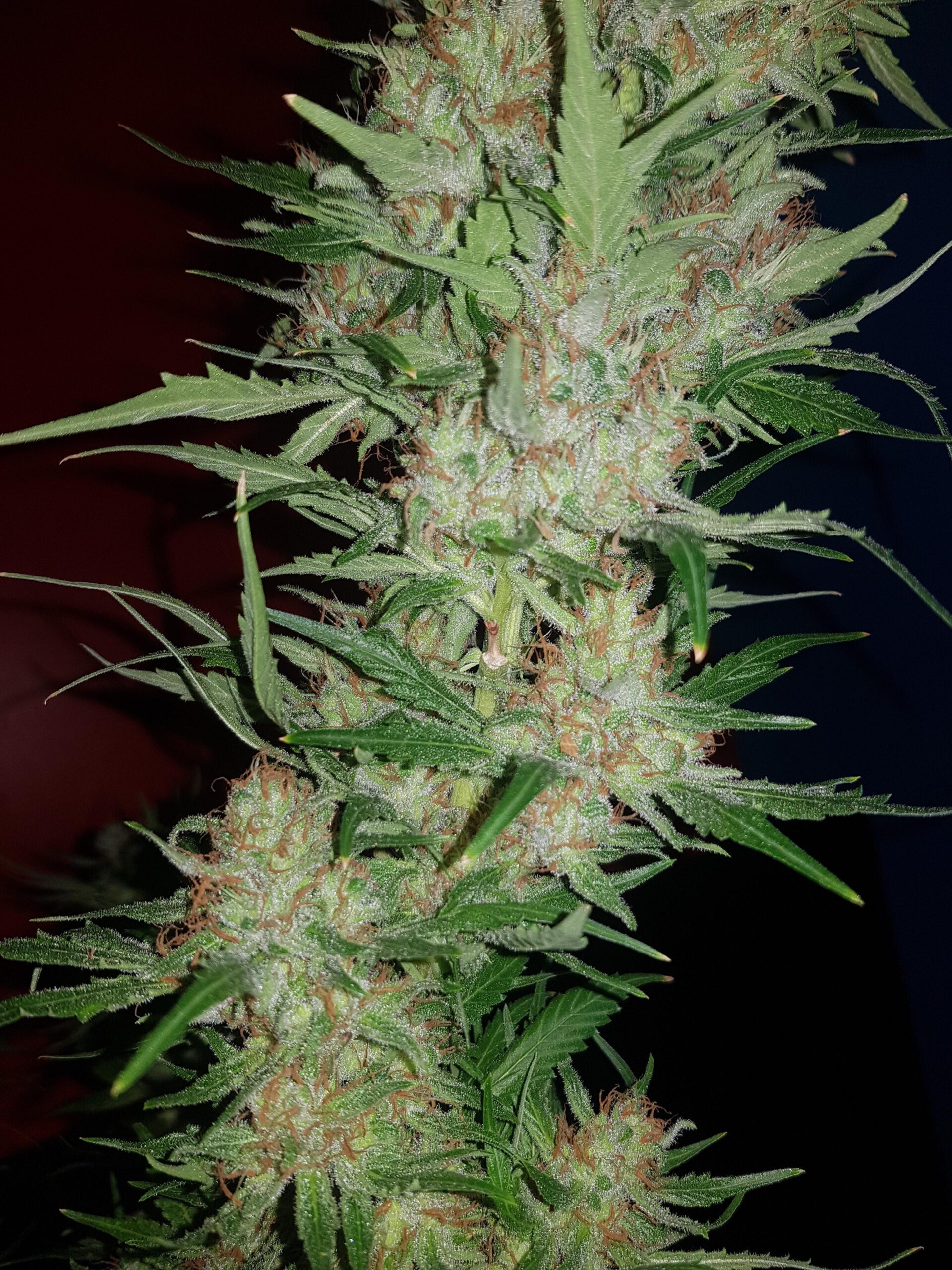 Strawberry Cough Dutch Passion Seeds