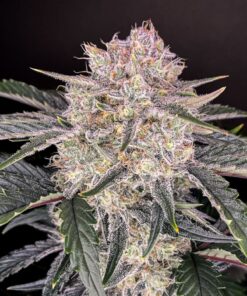 Strawberry Gorilla Auto — изображение 3