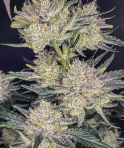 Strawberry Gorilla Auto — изображение 4