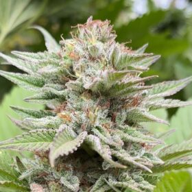 Strawberry Haze Auto Kannabia Seeds
