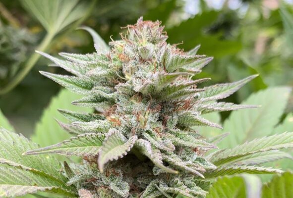 Strawberry Haze Auto Kannabia Seeds
