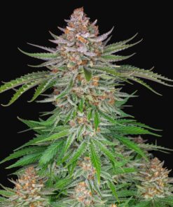 Strawberry Pie Auto Fast Buds Seeds