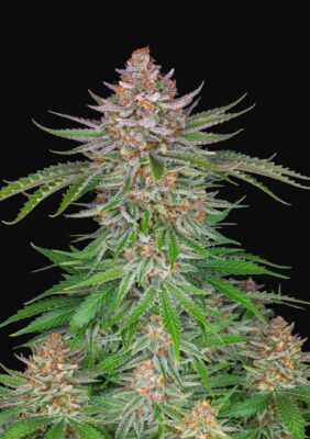 Strawberry Pie Auto Fast Buds Seeds