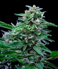 Stress Killer CBD Auto Royal Queen Seeds