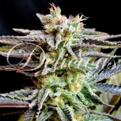 Sugar Black Rose Delicious Seeds
