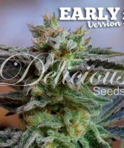 Sugar Black Rose Version Delicious Seeds