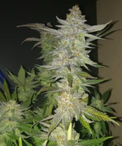 Sugar Bomb Punch Dutch Passion Seeds