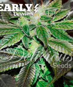Sugar Candy Early Version Delicious Seeds