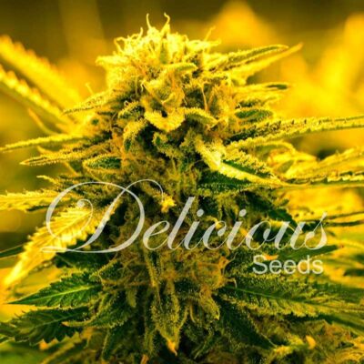 Sugar Black Rose Auto Delicious Seeds