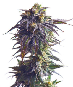 Sundae Driver Royal Queen Seeds