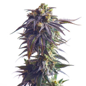 Sundae Driver Royal Queen Seeds