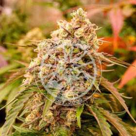 Sunday Punch Delicious Seeds