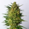 Super Ak Kannabia Seeds
