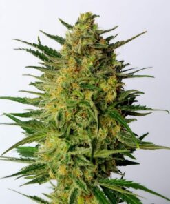 Super Ak Kannabia Seeds