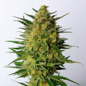 Super Ak Kannabia Seeds
