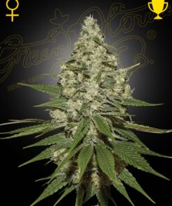 Super Lemon Haze Green House Seeds