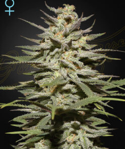 Super Lemon Haze CBD Green House Seeds