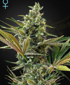 Super lemon Haze CBD Auto Green House Seeds