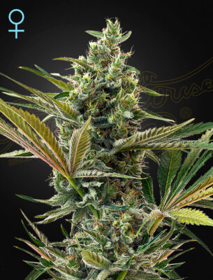 Super lemon Haze CBD Auto Green House Seeds