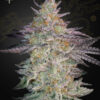 Super Lemon Haze x GMO Green House Seeds