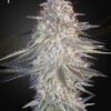 Super Lemon Haze x Pink Candy Green House Seeds