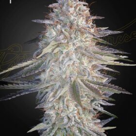 Super Lemon Haze x Pink Candy Green House Seeds