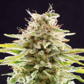 Super OG Kush Kannabia Seeds