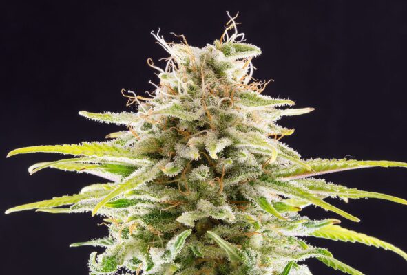 Super OG Kush Kannabia Seeds