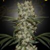 Super Silver Haze Green House Seeds