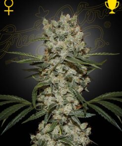 Super Silver Haze Green House Seeds
