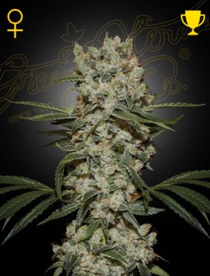 Super Silver Haze Green House Seeds