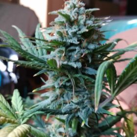 Supersonic Cristal Storm Auto SamsaraSeeds