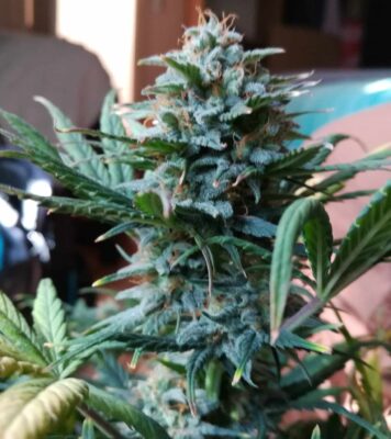 Supersonic Cristal Storm Auto SamsaraSeeds