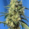 Sweet Amnesia Haze Sweet Seeds