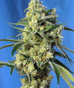 Sweet Amnesia Haze Sweet Seeds