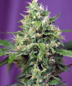 Sweet Amnesia Haze XL Auto Sweet Seeds