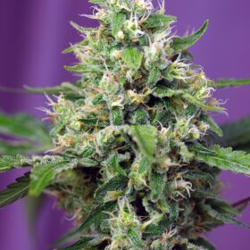 Sweet Amnesia Haze XL Auto Sweet Seeds