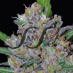 Sweet Black Angel SamsaraSeeds